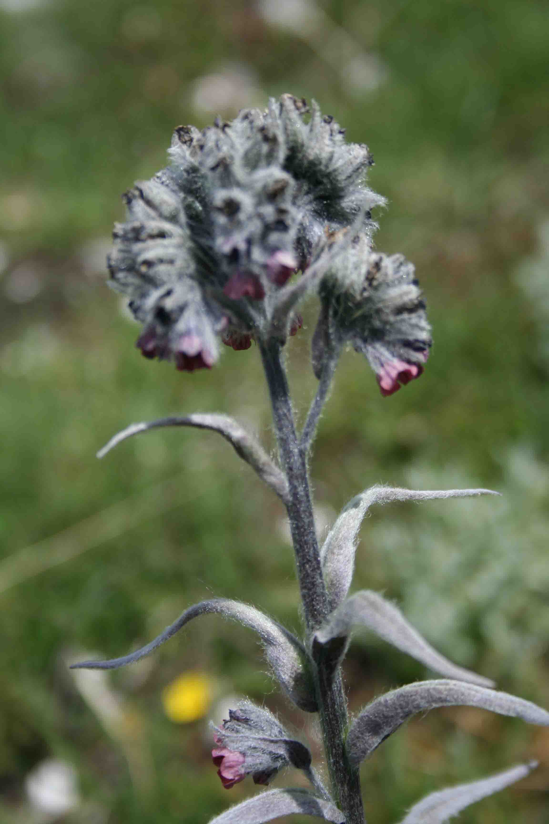 Abruzzo - Cynoglossum apenninum e Cynoglossum magellense